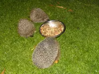DSCF9005.webp