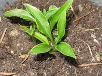 little devil_800x600.webp