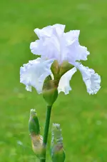 madeira belle.webp