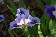 Chekorries Child.webp