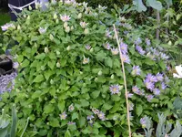 DSCF9019.webp
