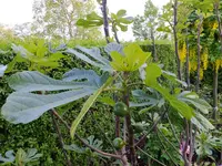 DSCF9023.webp