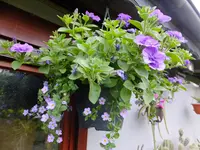 DSCF9039.webp