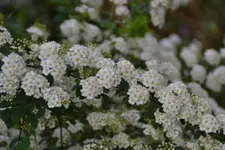 DSC_2973.webp