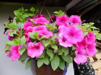 DSCF9041.webp