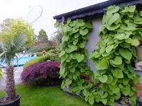 DSCF9052.webp