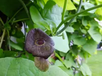 DSCF9047.webp