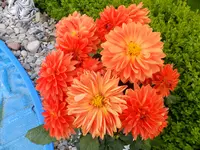 DSCF9060.webp