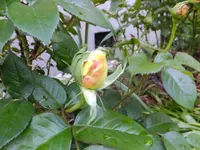 DSCF9078.webp