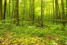 5294.webp