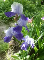 P1390741.webp