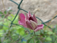 P1370260.webp
