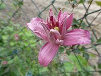 P1370258.webp