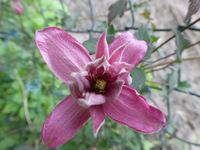 P1370016.webp