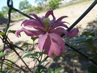 P1390227.webp