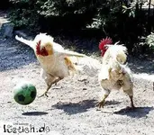 15122-tierischer-sport[1].webp