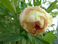 P1370150.webp
