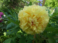 P1370775.webp