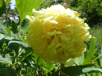 P1390216.webp