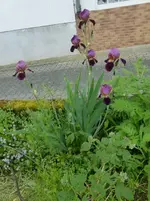 P1390665.webp