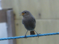 P1380946.webp