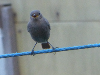 P1380947.webp