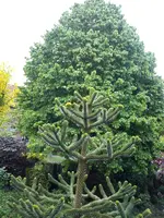 Aracara 005.webp
