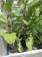 DSCN2384.webp
