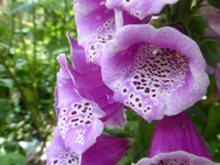 P1390700.webp