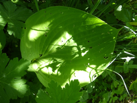 P1390191.webp