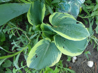 P1360213.webp