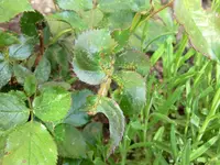 CIMG7766.webp