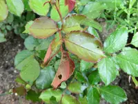 CIMG7765.webp