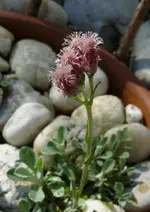 Antennaria.webp