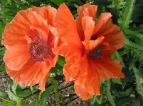003.webp