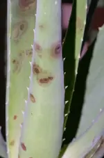 Aloe 2.webp