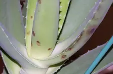 Aloe 4.webp