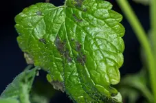 Zitronenmelisse 2.webp