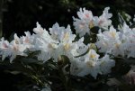 HG_ab 05_15_Rhododendron.jpg