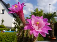 DSCF9173.webp