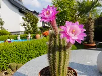 DSCF9186.webp