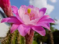 DSCF9181.webp