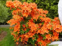 DSCF9142.webp