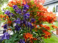 DSCF9151.webp