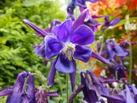 DSCF9159.webp