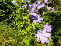 DSCF9201.webp