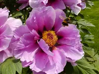 DSCF9082.webp