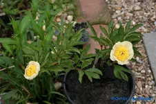 Claire de Lune.webp