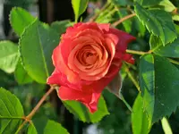 CIMG0283.webp