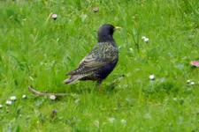 DSCN4411.webp